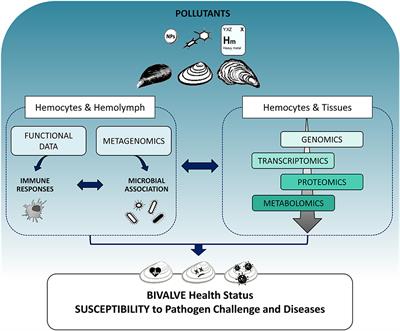 Immunological Responses of Marine Bivalves to Contaminant Exposure: Contribution of the -Omics Approach